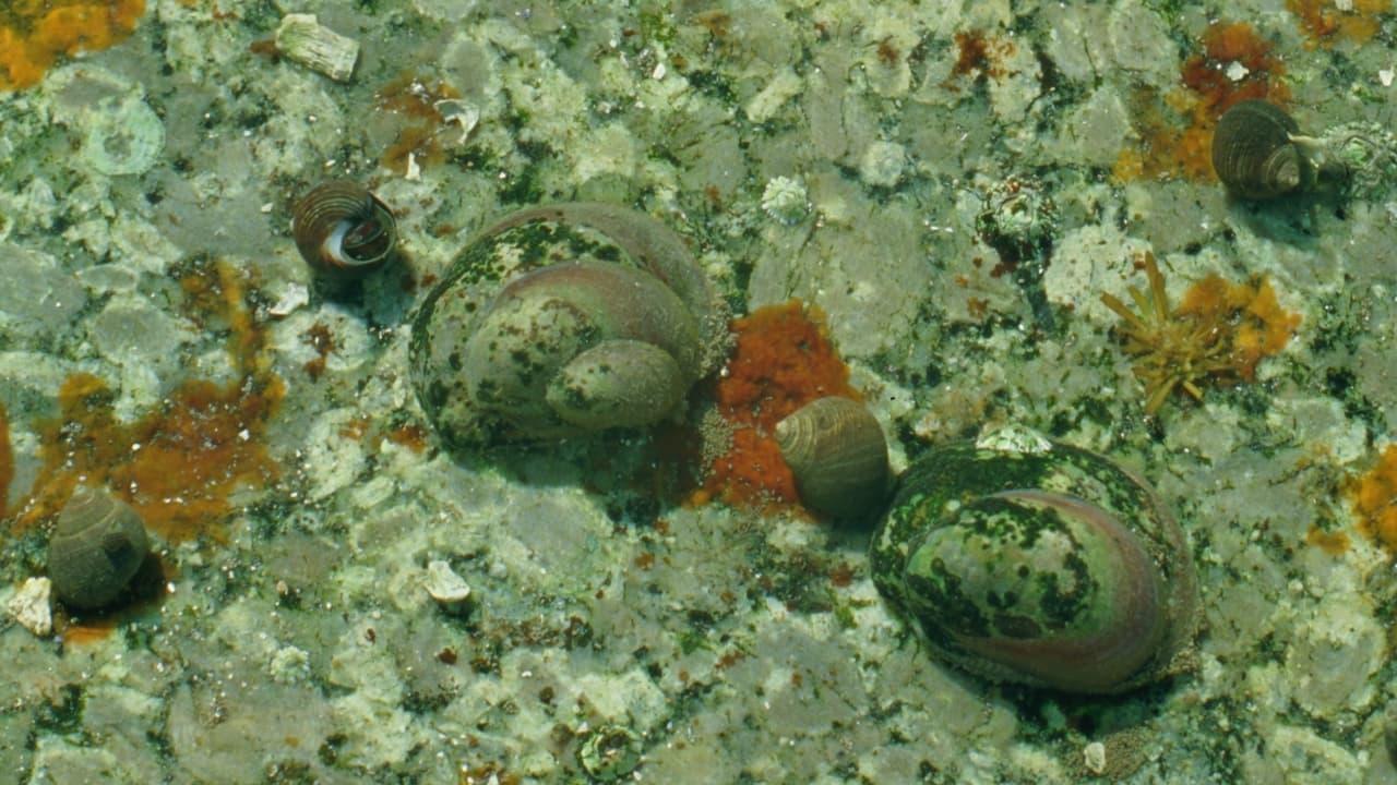 Tide Pools