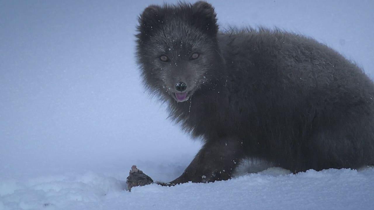 The Arctic Fox: Still Surviving