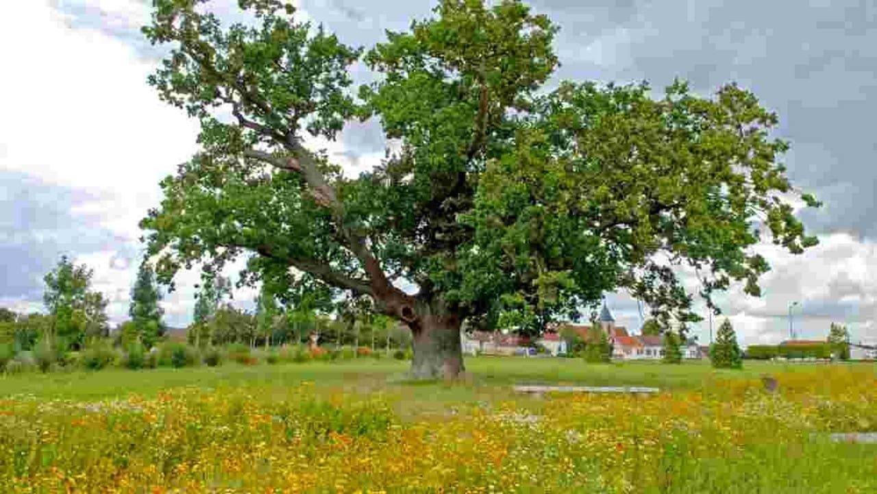 Trees, a Global Superpower