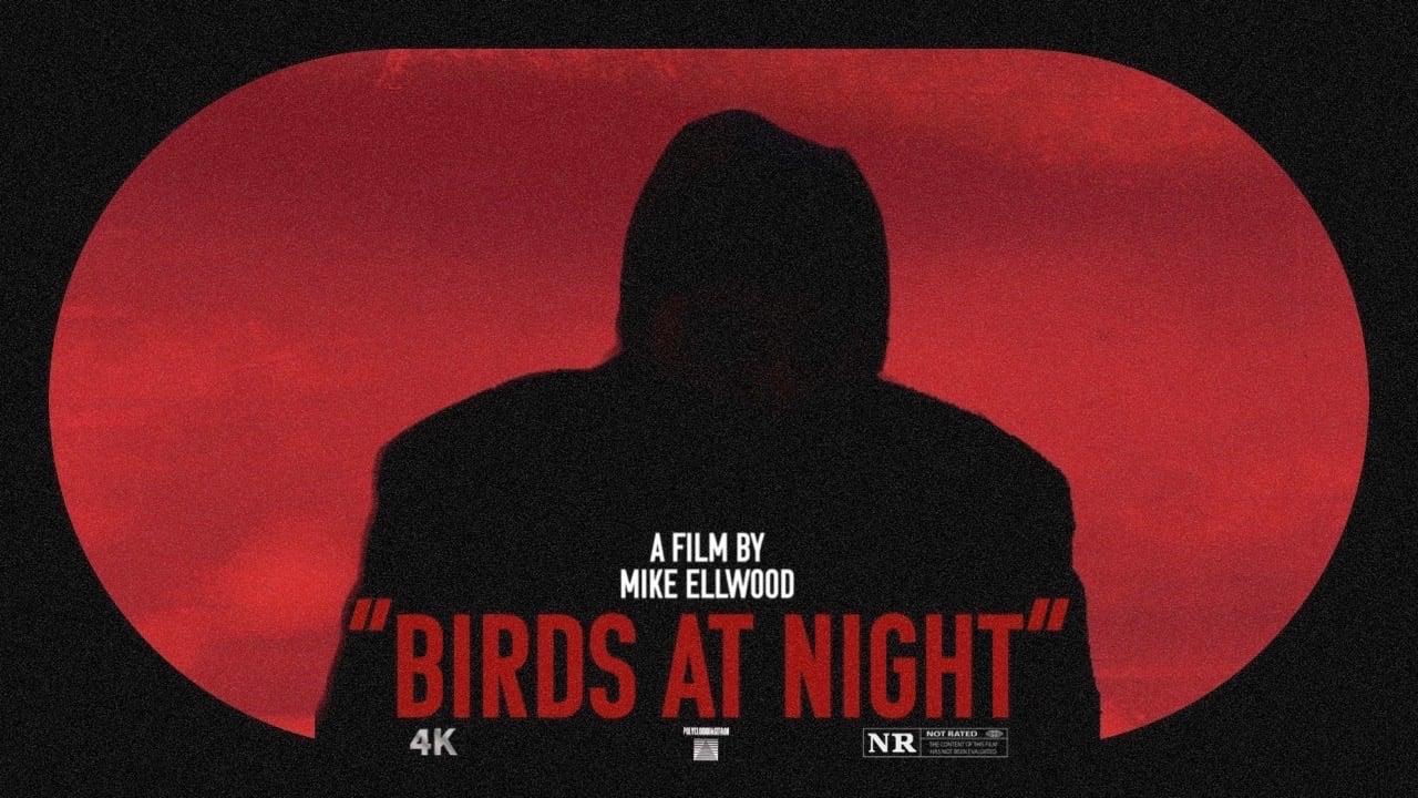 Birds at Night