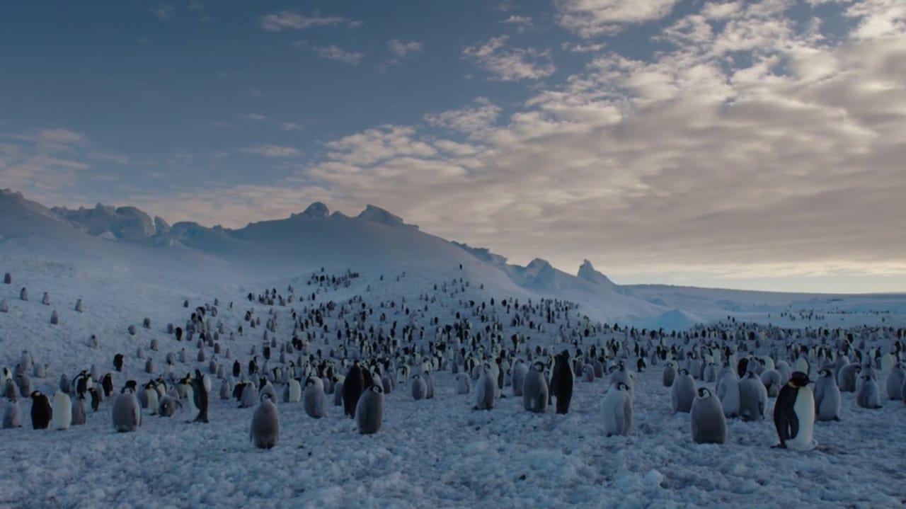 Les Secrets des Animaux des Glaces