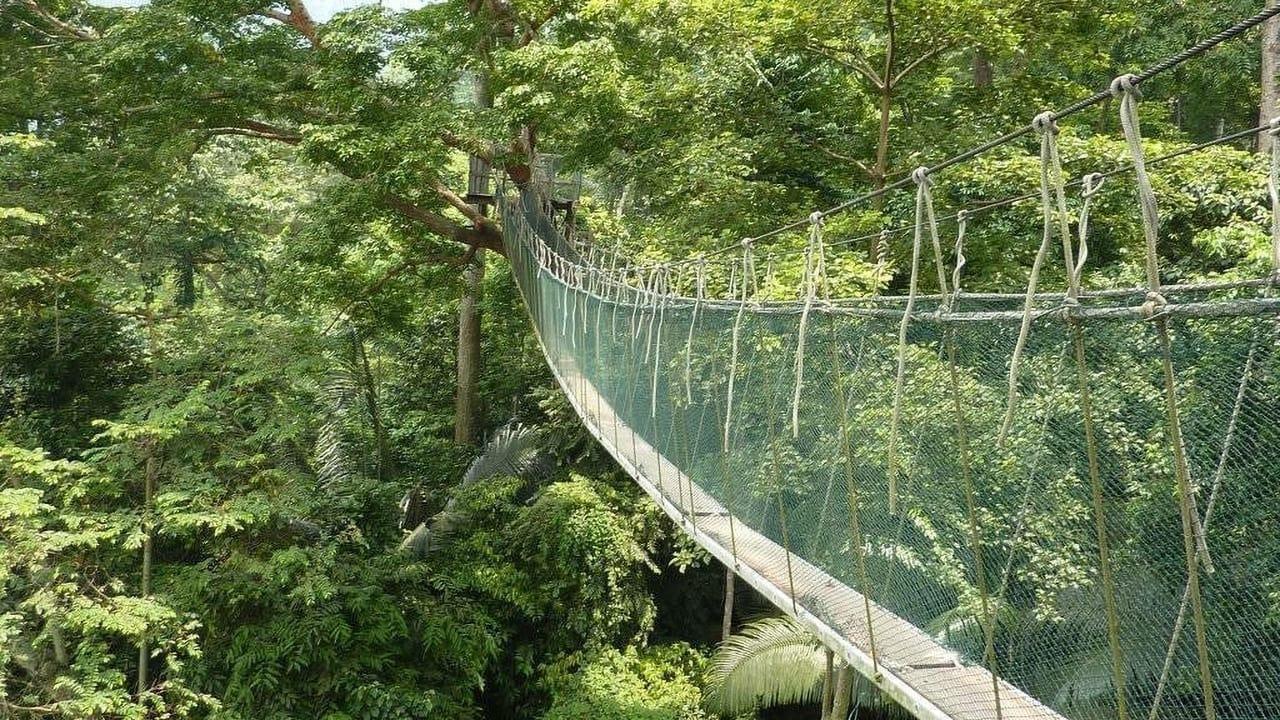 Les forêts oubliées de Malaisie