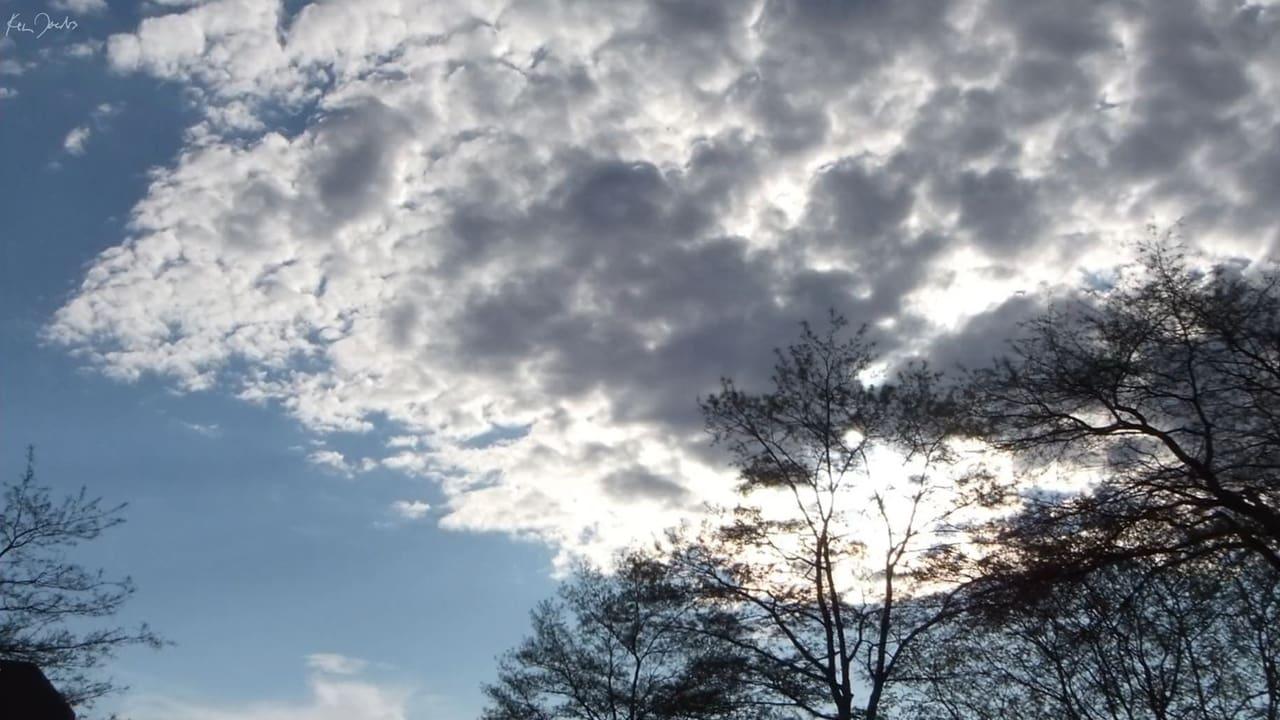 Clouds and Trees