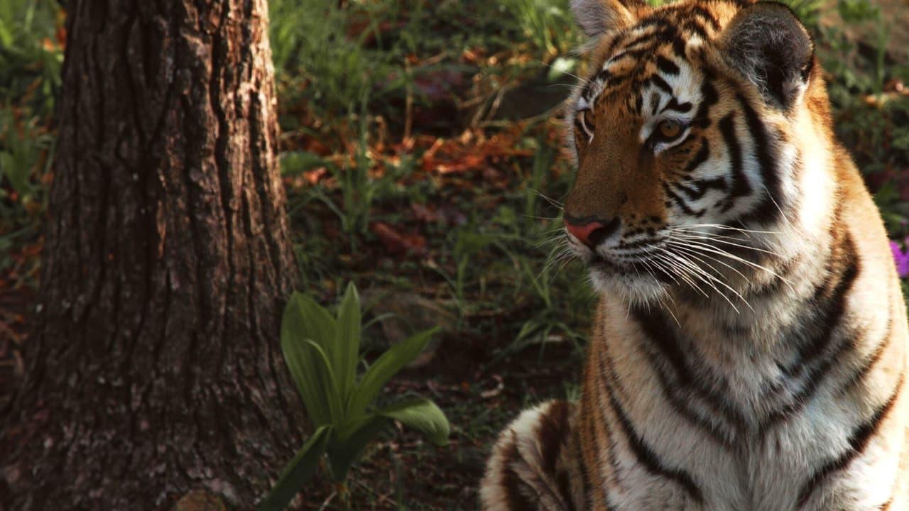 Siberian Tiger, The Secret Kingdom