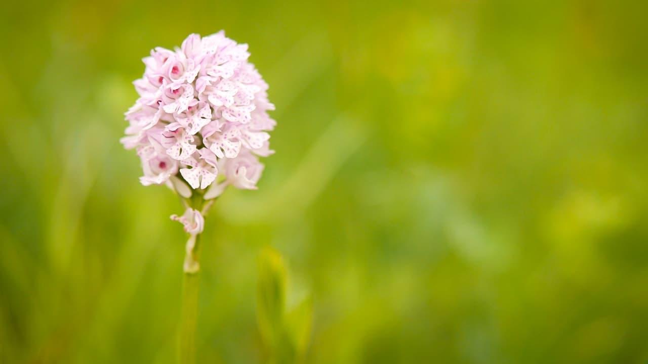 Hidden Beauty - The Orchids of the Saale Valley