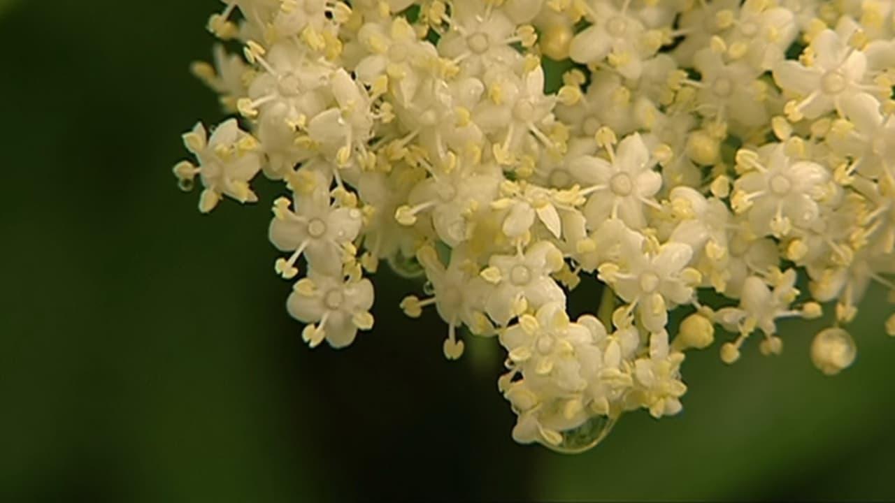 Elder Blossom