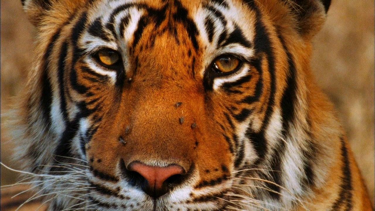 Broken Tail: A Tiger's Last Journey