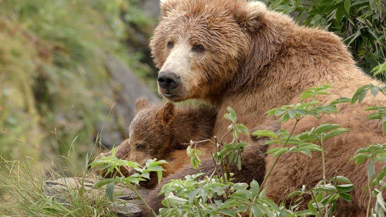 Alaska's Giant Bears