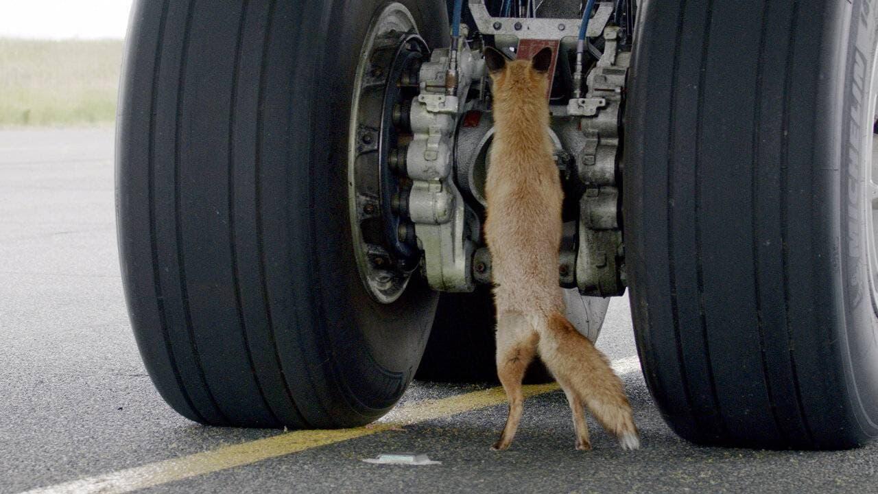 Airport Animal Stories