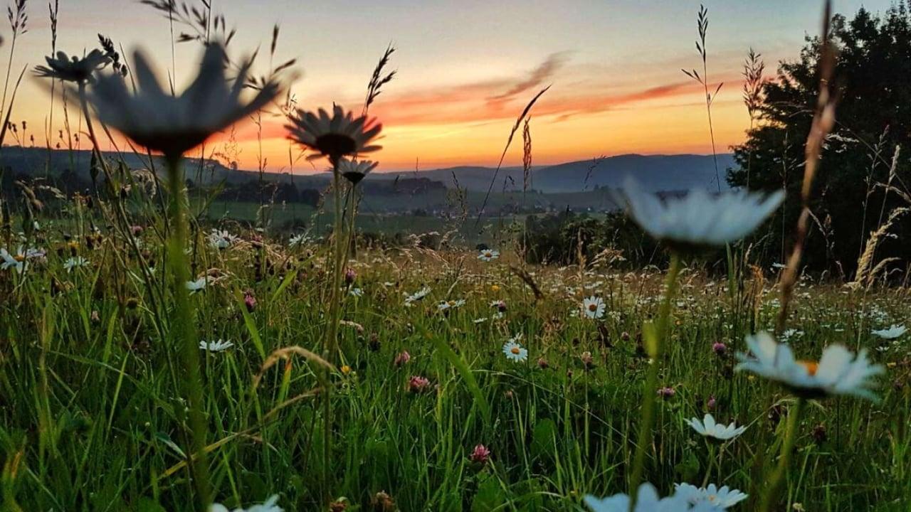 Die Wiese: Ein Paradies nebenan