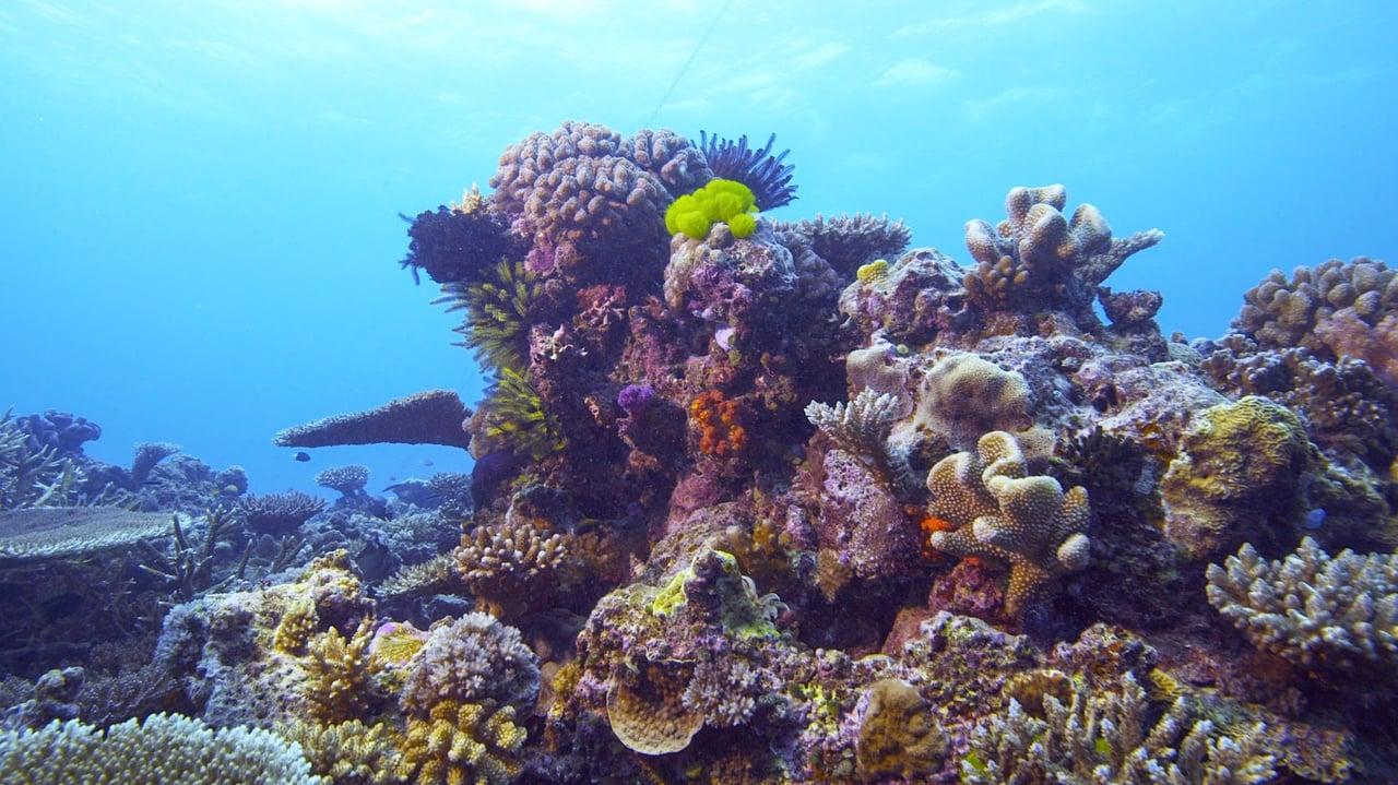 Coraux, l'ultime métamorphose