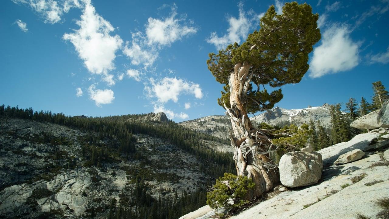 Wälder unserer Erde