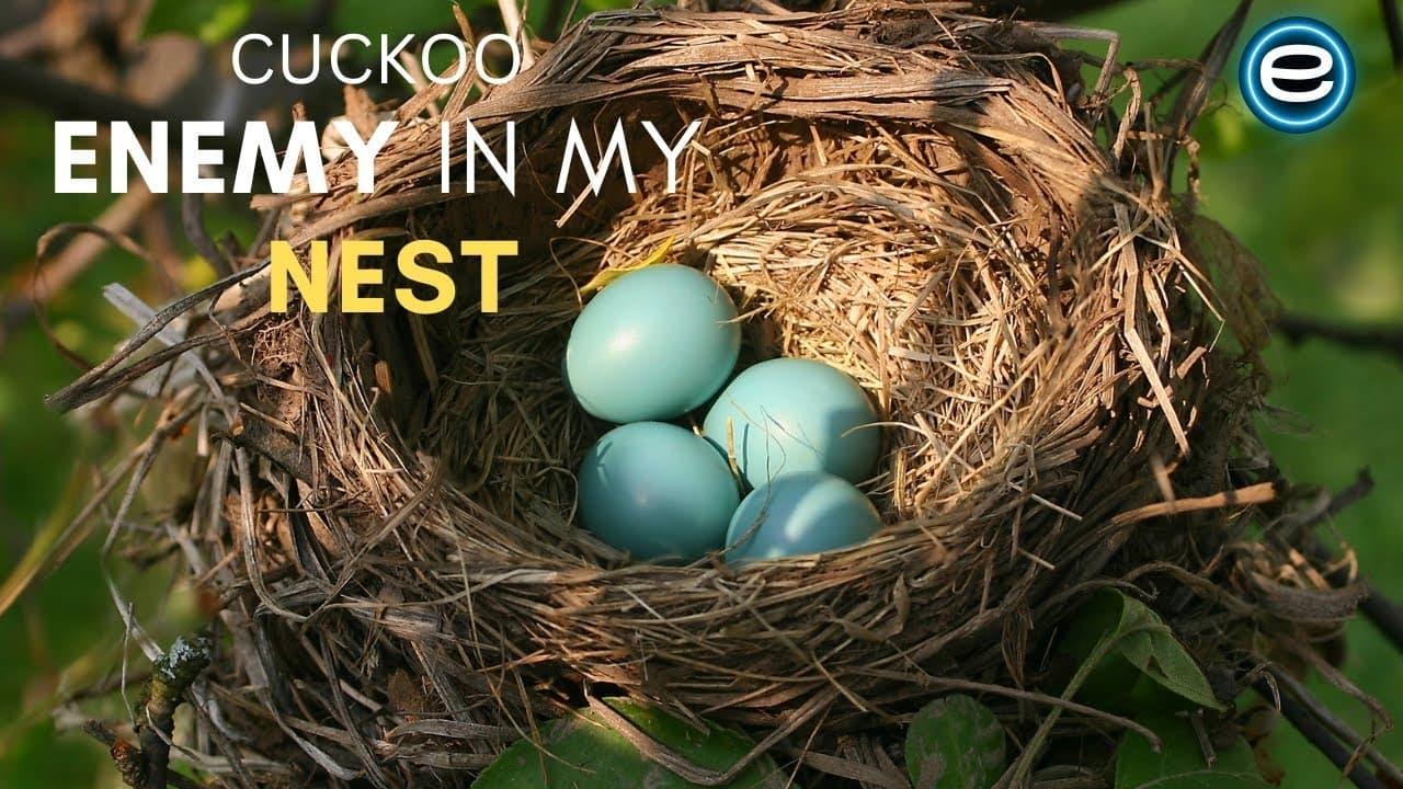 Cuckoo: The Enemy In My Nest