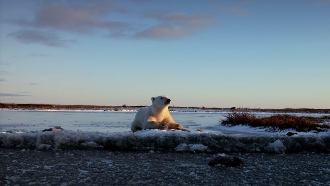 Wonders of the Arctic