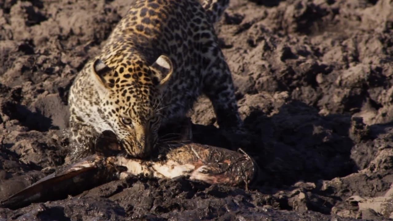 Africa's Fishing Leopards