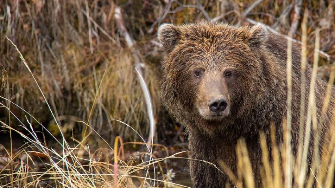 Yukon's Wild Grizzlies