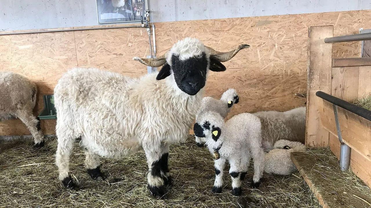 Das schönste Schaf im Wallis