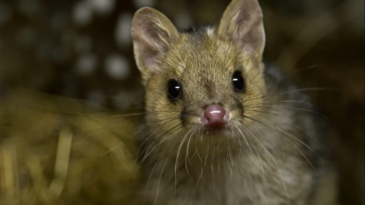 Quoll Farm