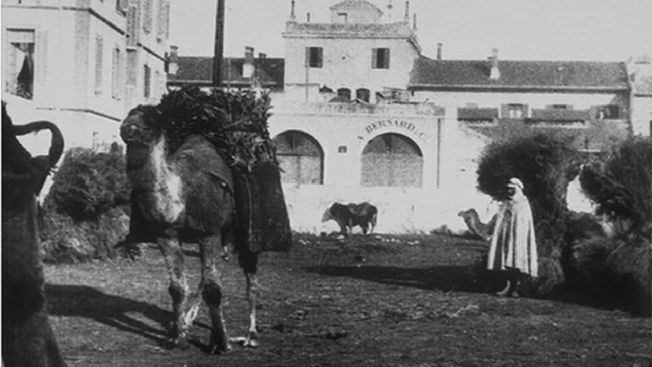 Marché aux charbons (avec chameaux)