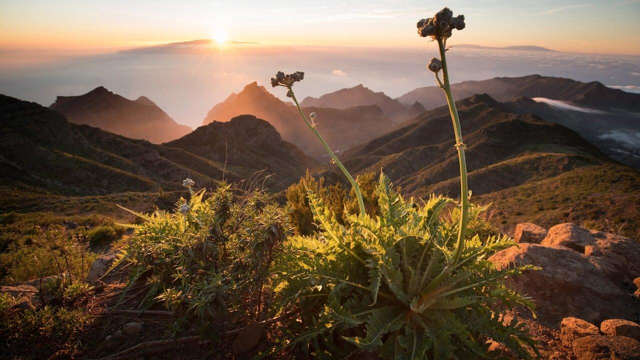 The Canary Islands