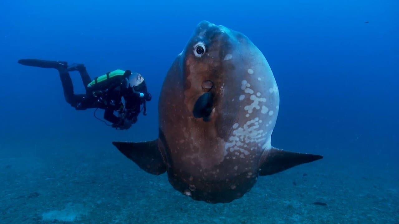 Nausicaa - Ocean Biodiversity On Stage