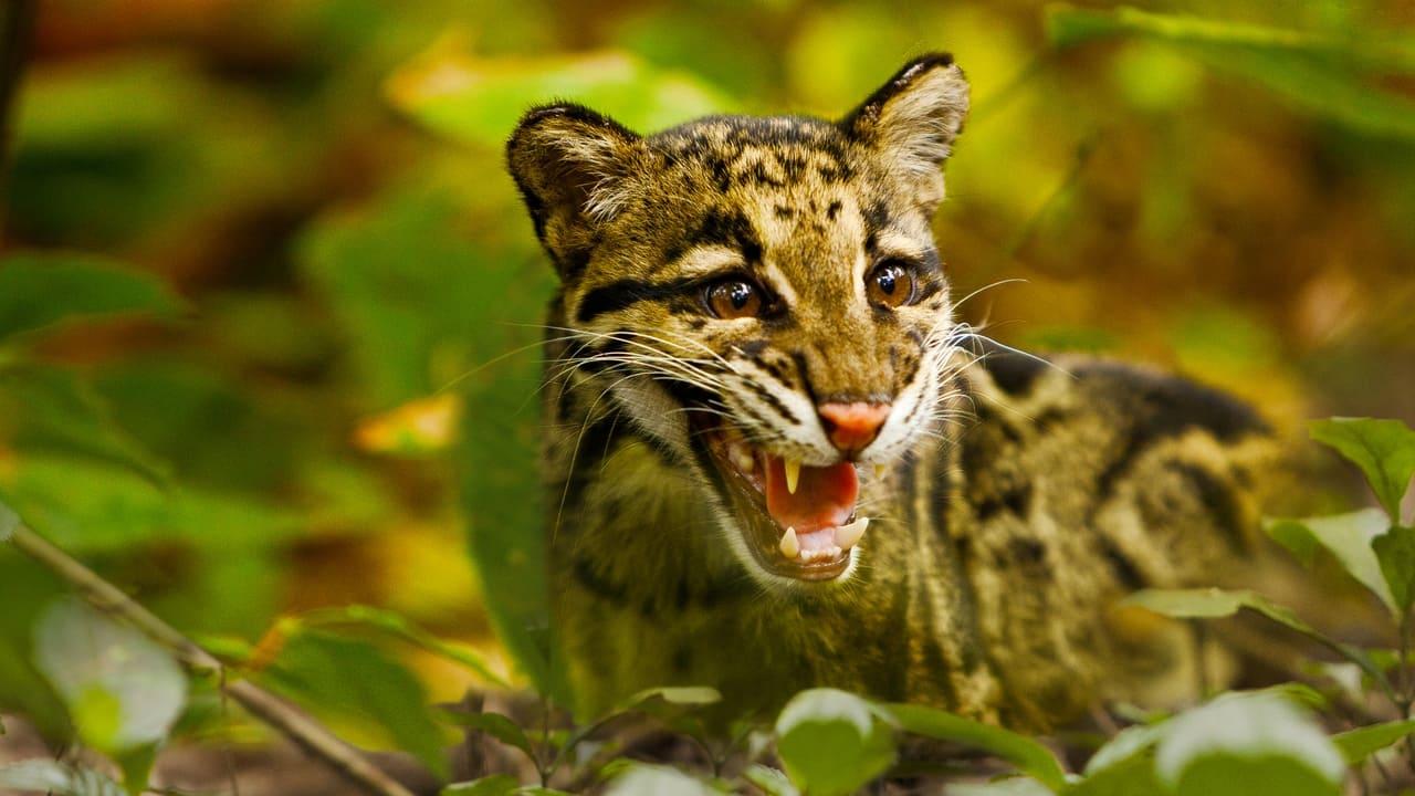 Return of the Clouded Leopards