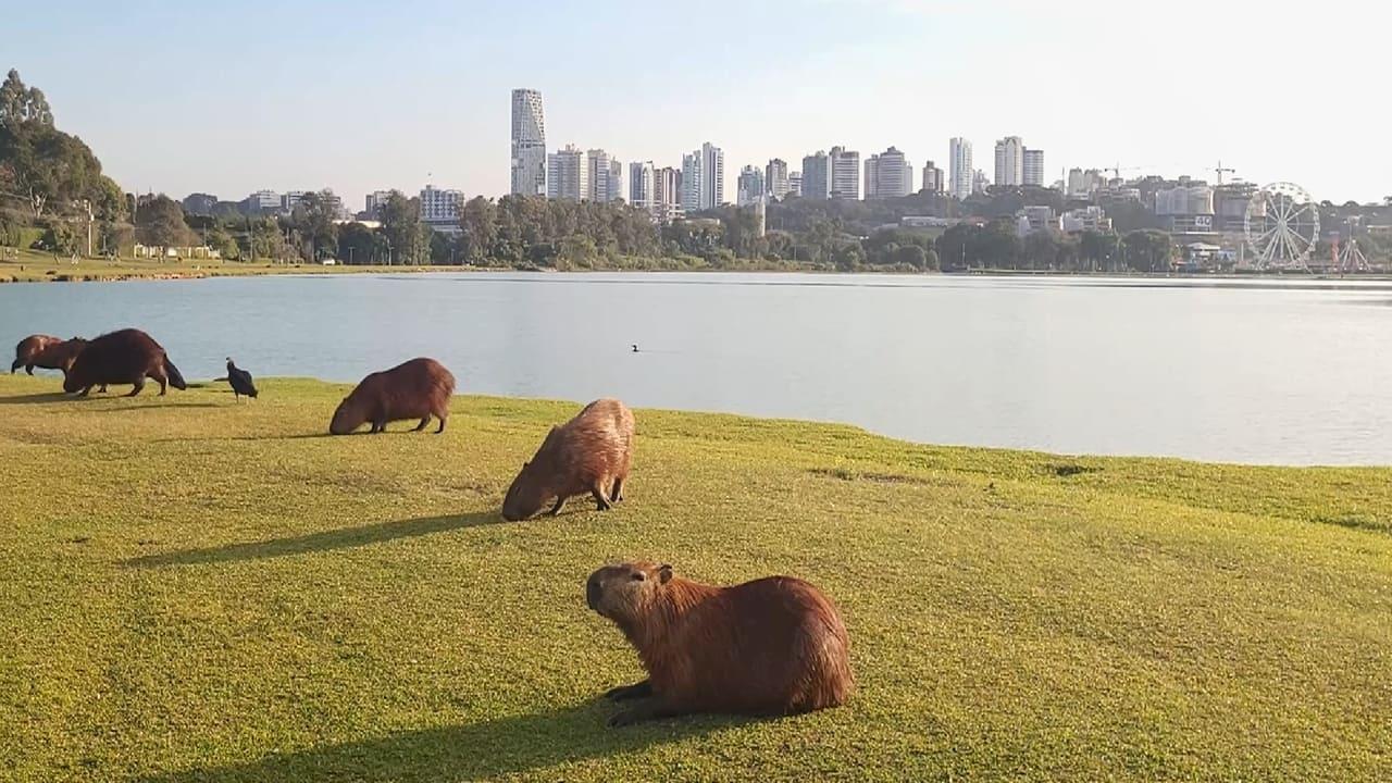 Curitiba: Labirinto Urbano