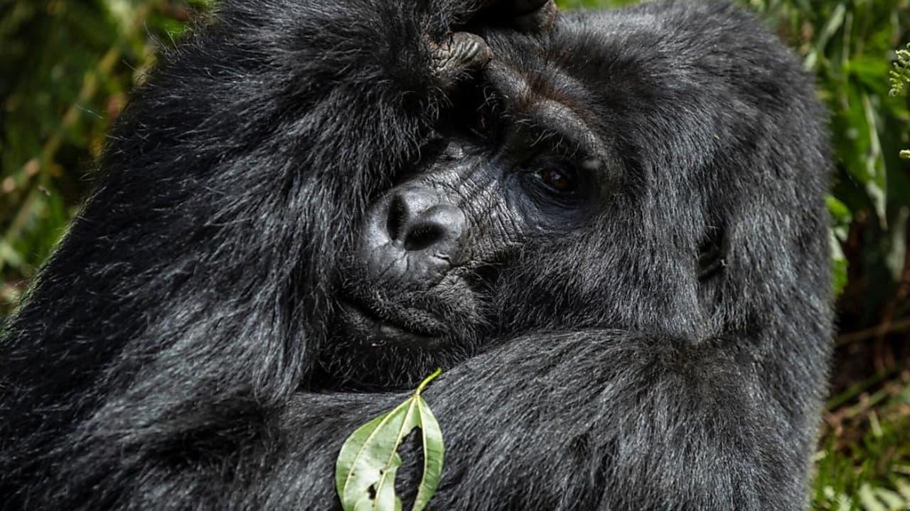 Gorillas unter Stress