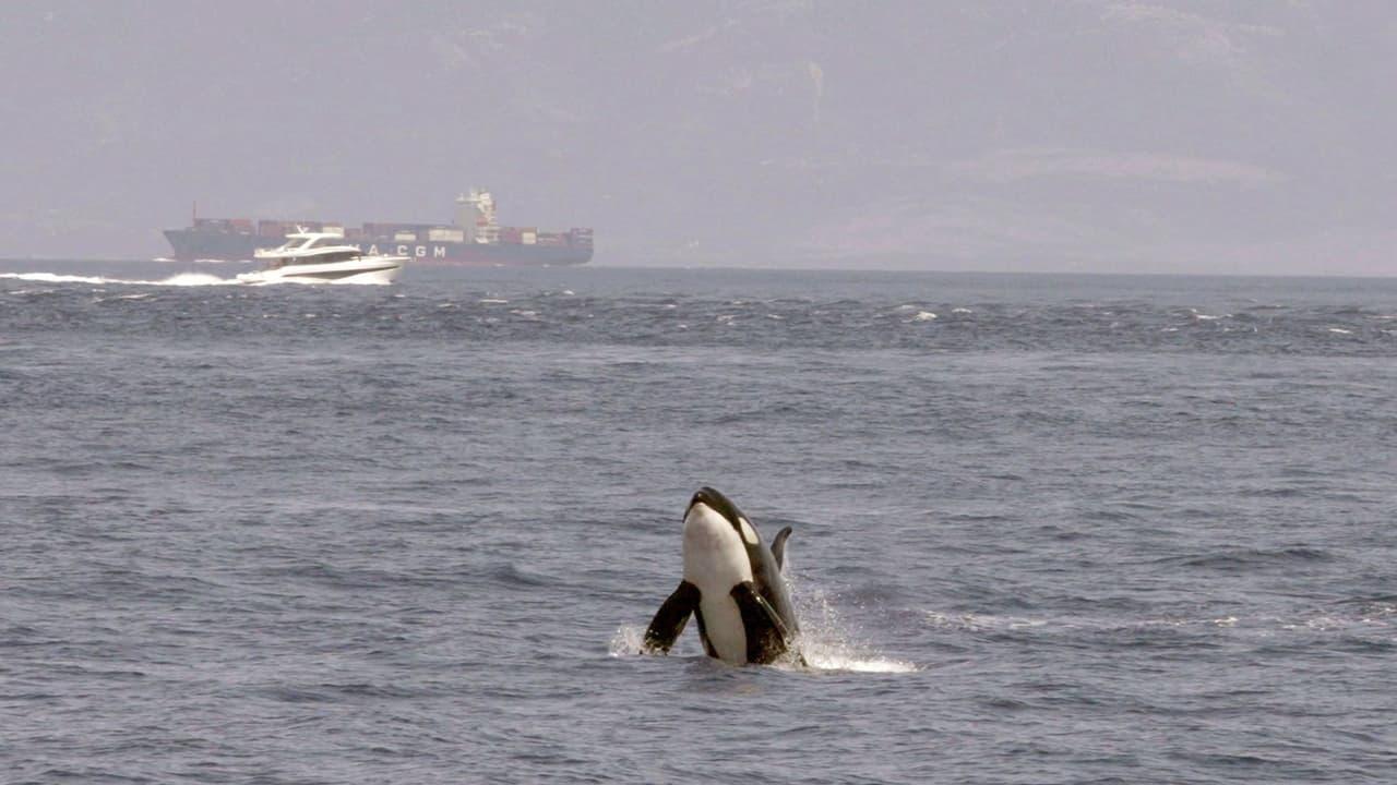 Watch Out for Orcas! Danger Off Gibraltar?