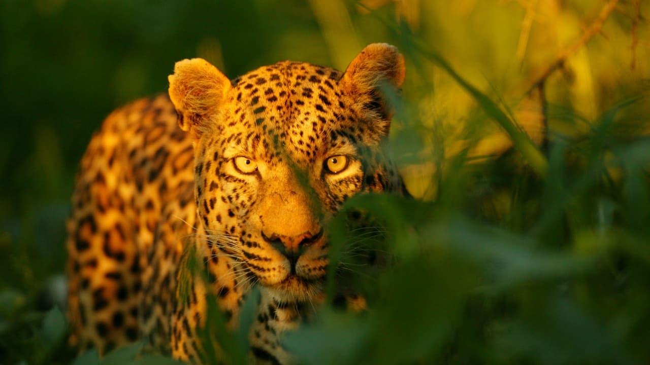 The Unlikely Leopard