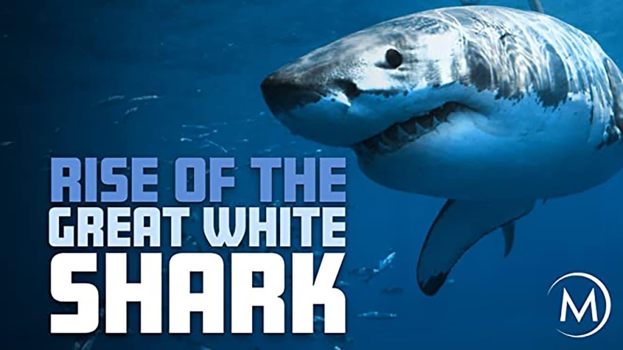 Rise Of The Great White Shark