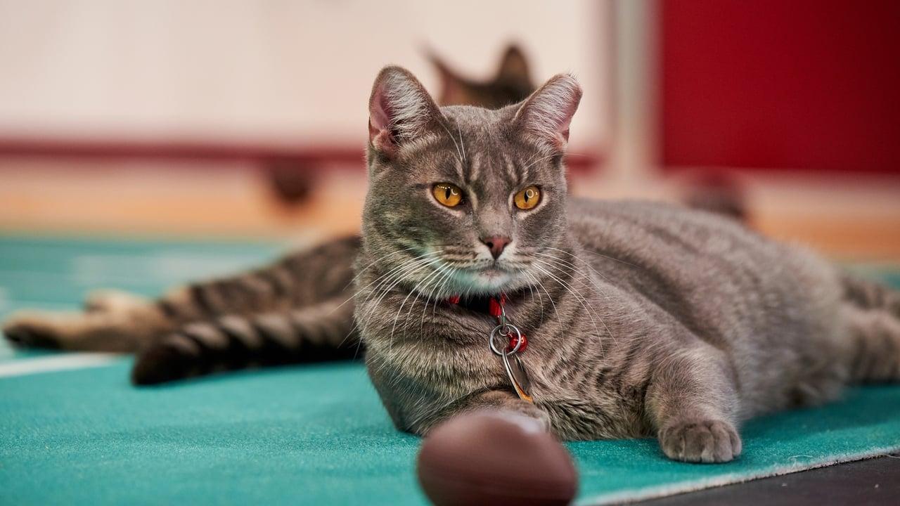 Hallmark Channel's 1st Annual Cat Bowl