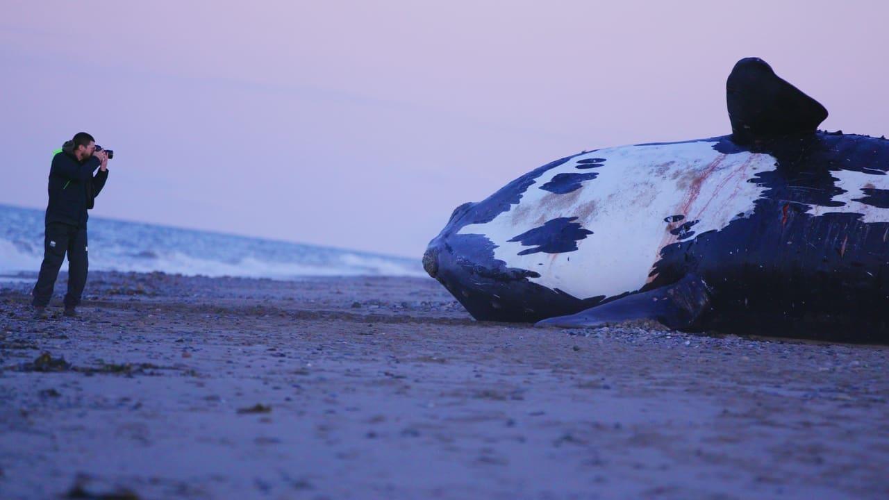 Last of the Right Whales