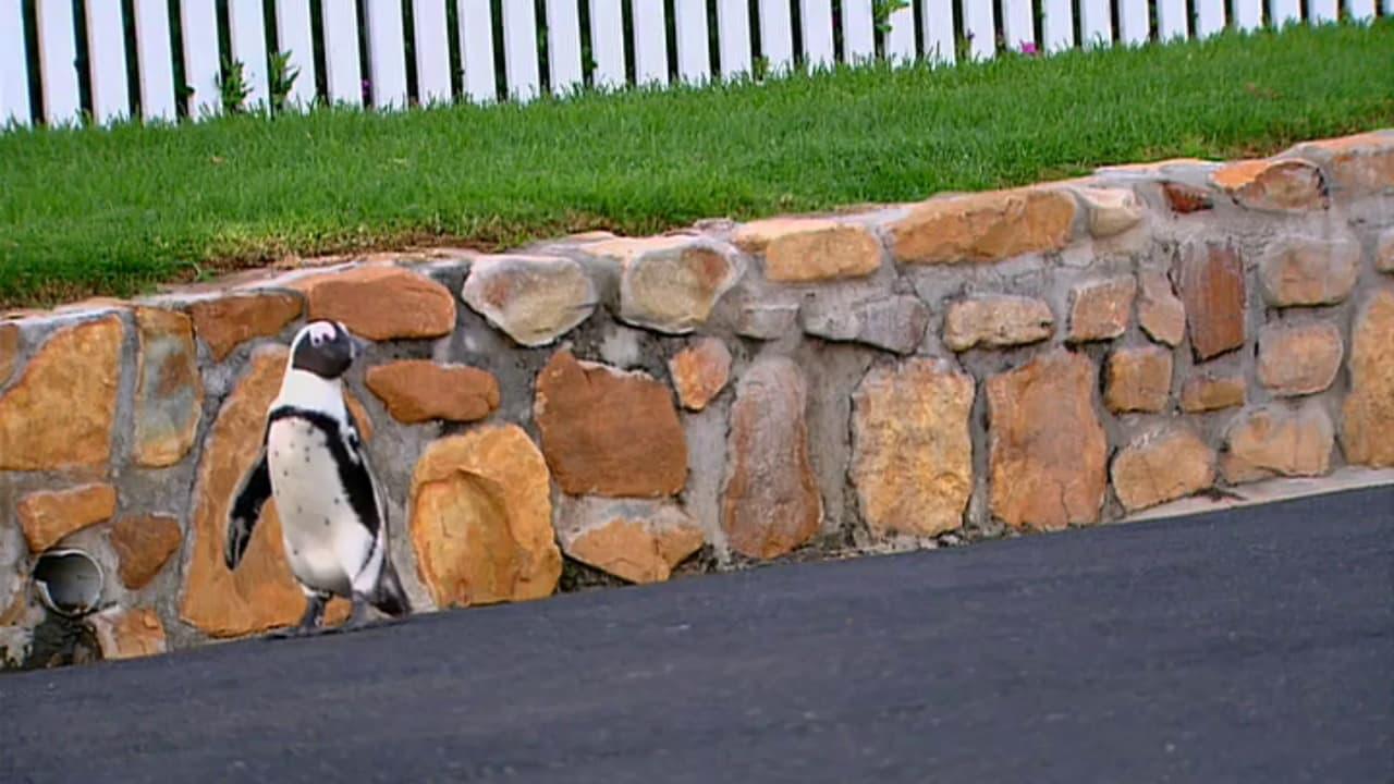 Penguins Under Siege