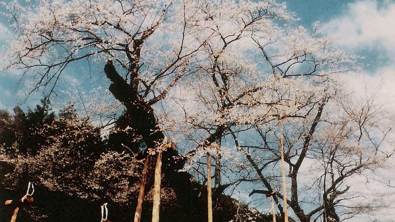 The Cherry Tree with Gray Blossoms