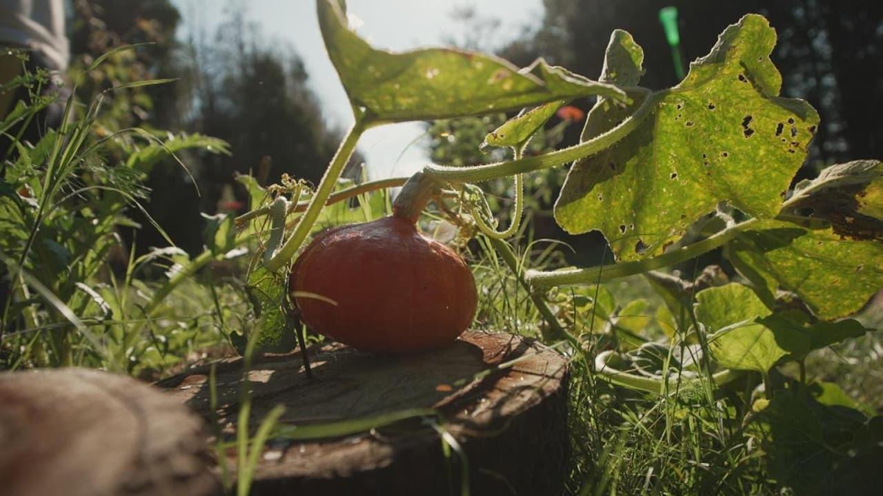 La citrouille, moins courge qu'elle n'en a l'air