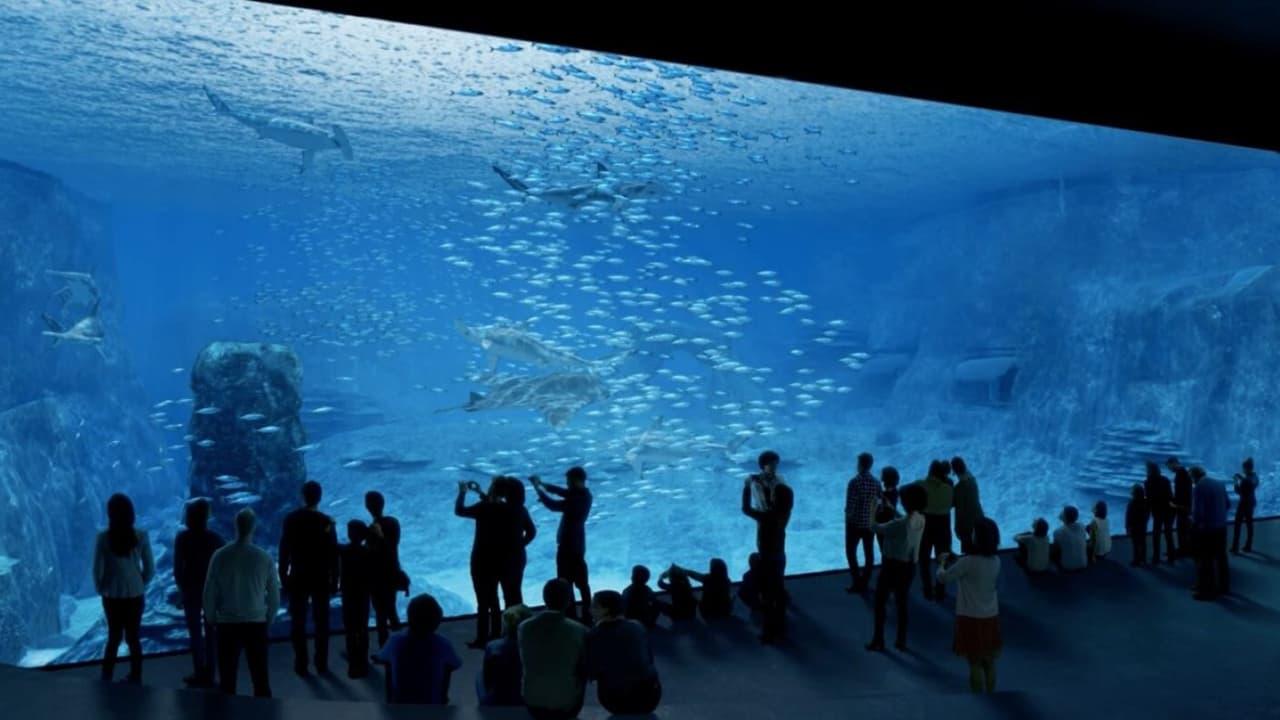 Nausicaa: The Largest Aquarium in Europe