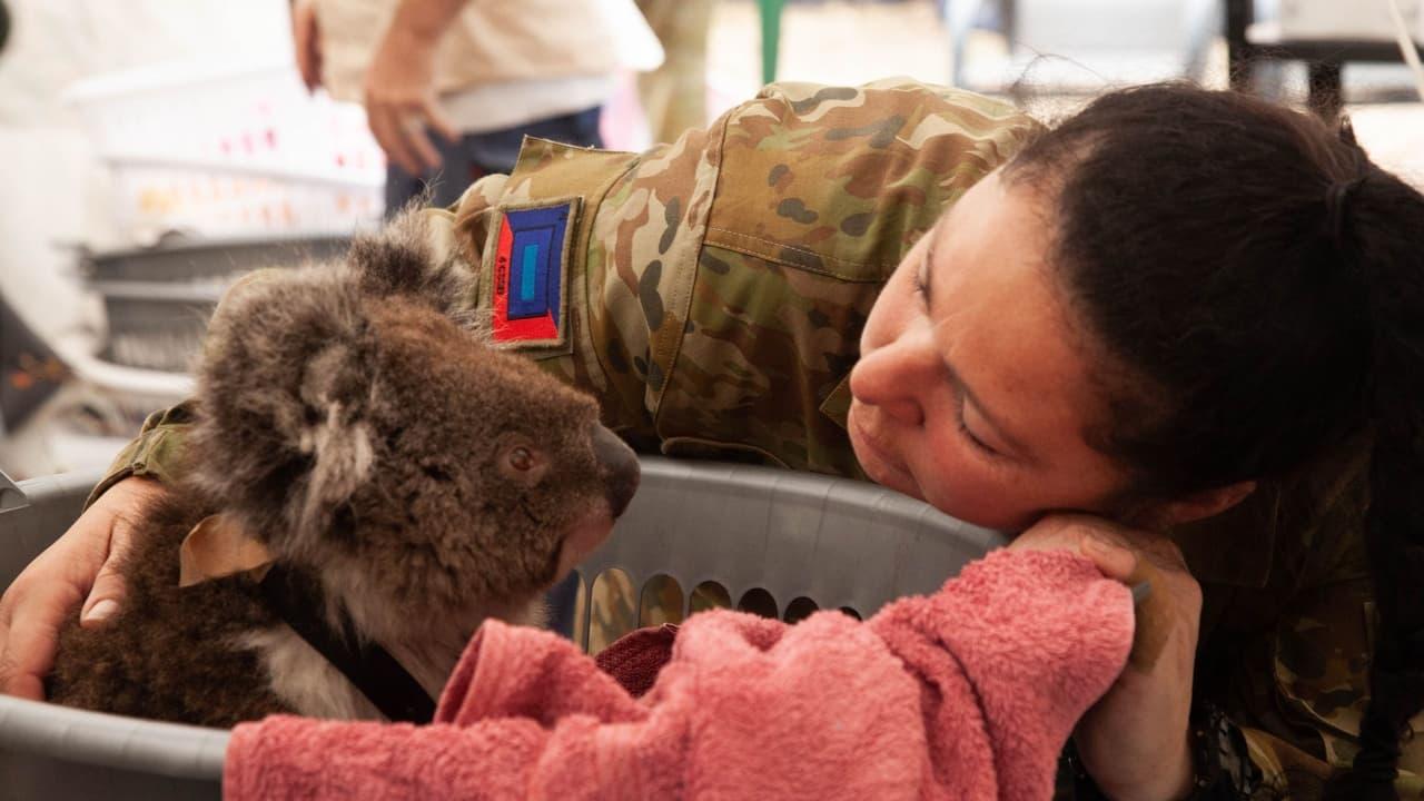 Bushfire Animal Rescue