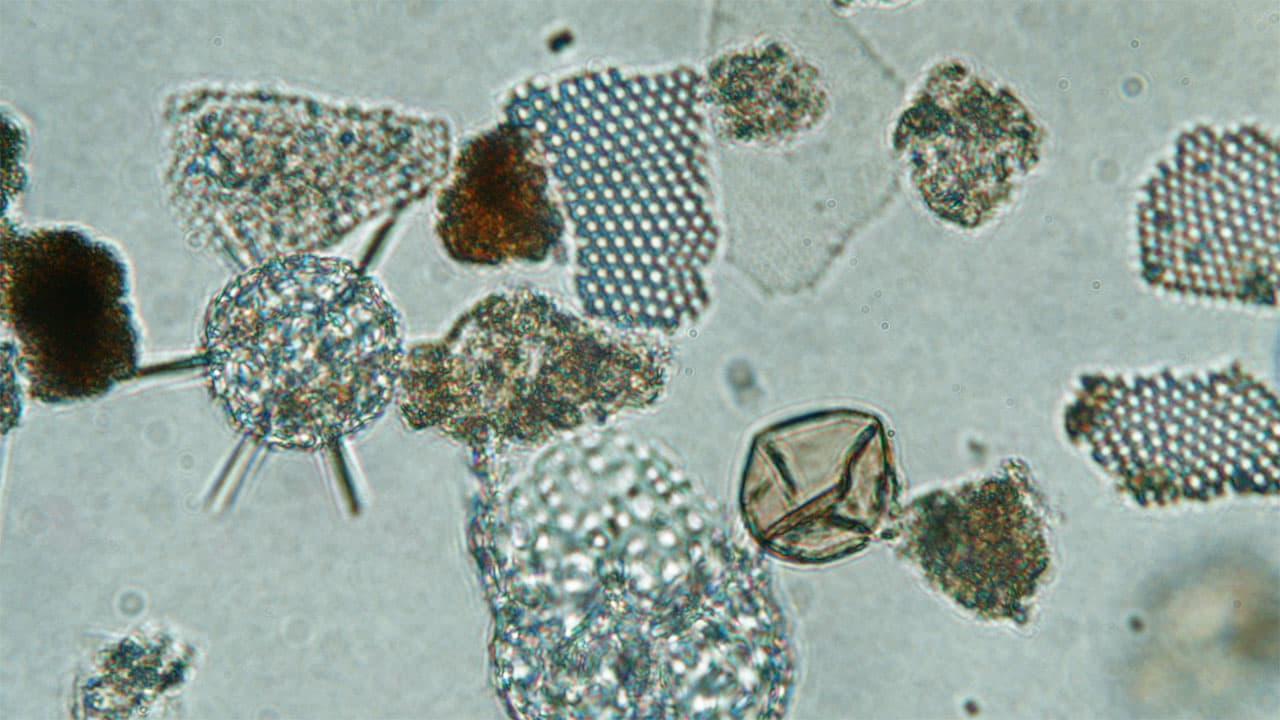 Ballast Stowaways Dinoflagellates