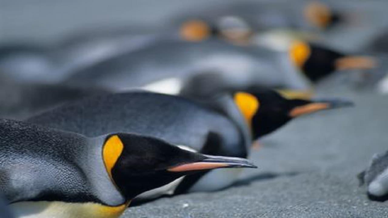 Penguins: The Story of the Bird that wanted to be Fish